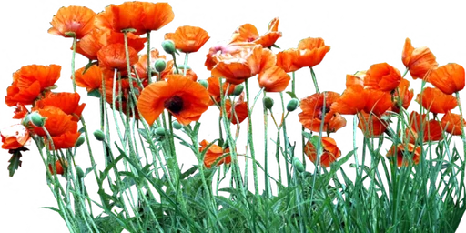 🌻 Стикер «Flores» для Telegram