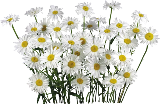 🌼 Стикер «Flores» для Telegram