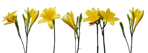 💐 Стикер «Flores» для Telegram