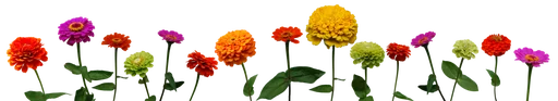 🌴 Стикер «Flores» для Telegram