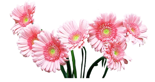 💧 Стикер «Flores» для Telegram