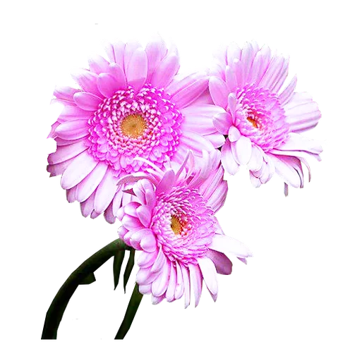 🌊 Стикер «Flores» для Telegram