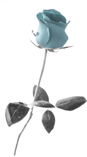 🌈 Стикер «Flores» для Telegram