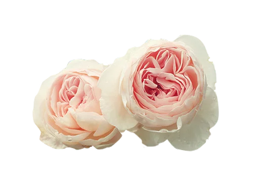 🌧 Стикер «Flores» для Telegram