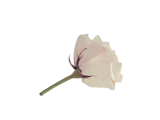 ☁ Стикер «Flores» для Telegram