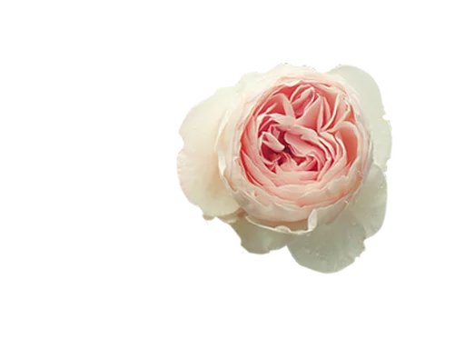 🌦 Стикер «Flores» для Telegram