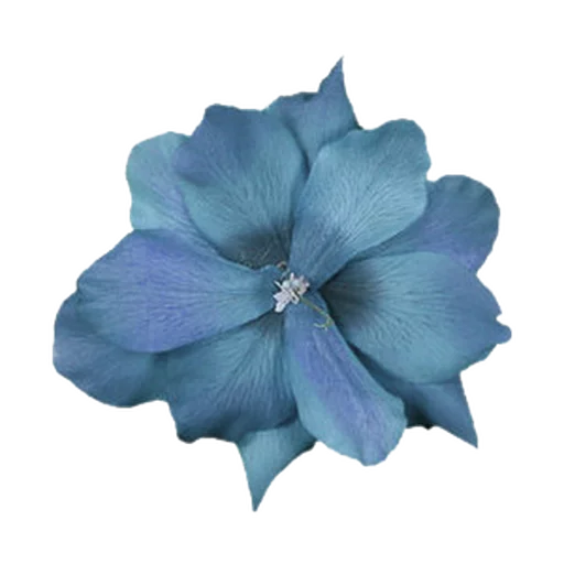 🌤 Стикер «Flores» для Telegram