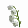 Стикер 17 ୨ Flower