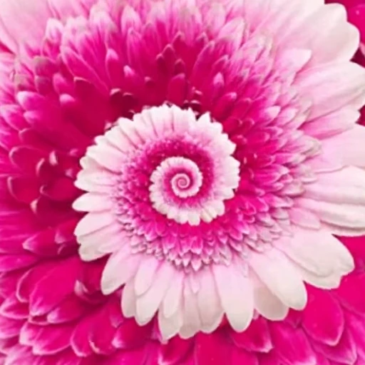🌸 Стикер «Flowers 2» для Telegram