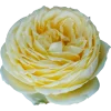 Стикер 37 Flowers