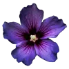 Стикер 61 Flowers