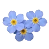 Стикер 53 Flowers