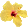 Стикер 32 Flowers