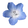 Стикер 51 Flowers