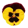 Стикер 29 Flowers