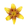Стикер 30 Flowers