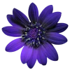 Стикер 57 Flowers
