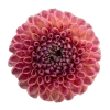 Стикер 12 Flowers