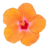 Стикер 15 Flowers