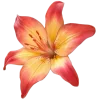Стикер 14 Flowers