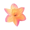 Стикер 27 Flowers