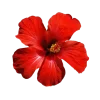Стикер 3 Flowers