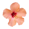 Стикер 26 Flowers