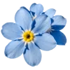 Стикер 50 Flowers