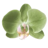 Стикер 41 Flowers