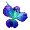 Стикер 58 Flowers
