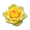 Стикер 34 Flowers