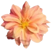 Стикер 24 Flowers