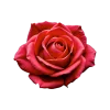 Стикер 4 Flowers
