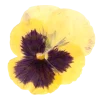 Стикер 33 Flowers