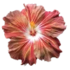 Стикер 20 Flowers