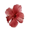Стикер 7 Flowers