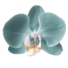 Стикер 45 Flowers