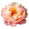 Стикер 25 Flowers