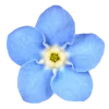 Стикер 52 Flowers