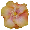 Стикер 28 Flowers