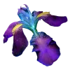 Стикер 60 Flowers