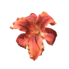 Стикер 19 Flowers