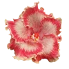 Стикер 9 Flowers