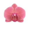 Стикер 11 Flowers