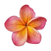 Стикер 13 Flowers