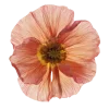 Стикер 23 Flowers