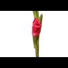 Стикер 10 Flowers
