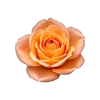 Стикер 22 Flowers