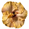 Стикер 31 Flowers