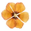 Стикер 16 Flowers